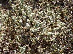 Thymelaea velutina