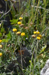 Hippolytia megacephala