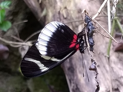 Heliconius