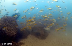 Schuettea scalaripinnis