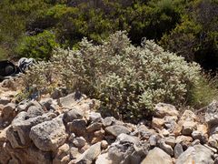 Thymelaea velutina