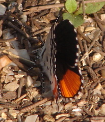 Talicada nyseus nyseus