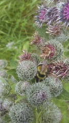 Bombus patagiatus