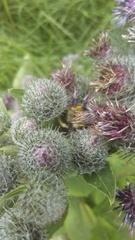Bombus patagiatus