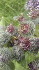 Bombus patagiatus