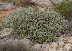Thymelaea velutina