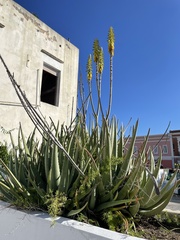Aloe vera