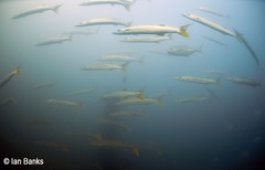 Gnathanodon speciosus
