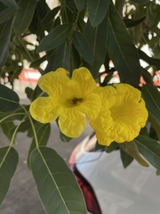 Tabebuia aurea