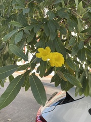 Tabebuia aurea