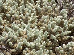 Thymelaea velutina
