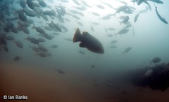 Epinephelus lanceolatus