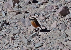 Ochthoeca oenanthoides