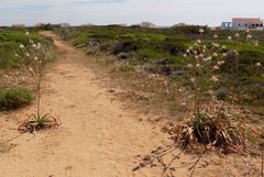 Asphodelus ramosus ramosus