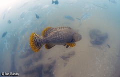 Epinephelus lanceolatus