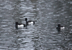 Aythya fuligula