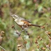 Rufous-sided Warbling-Finch - Photo (c) Carlos Schmidtutz, some rights reserved (CC BY-NC)