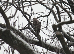 Accipiter gentilis