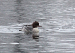 Mergus merganser