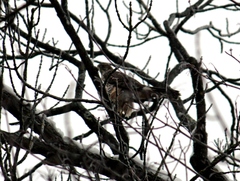 Accipiter gentilis