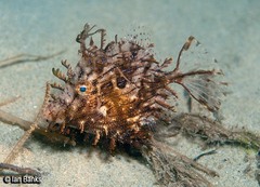 Chaetodermis penicilligerus