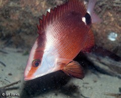 Lutjanus malabaricus