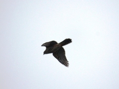 Accipiter gentilis