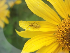 Ochraethes tomentosus