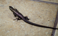 Pholidobolus montium