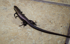 Pholidobolus montium