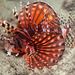 Zebra Lionfish - Photo (c) Ian Banks, some rights reserved (CC BY-NC), uploaded by Ian Banks