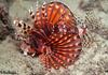 Zebra Lionfish - Photo (c) Ian Banks, some rights reserved (CC BY-NC), uploaded by Ian Banks