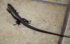 Pholidobolus montium