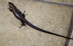 Pholidobolus montium