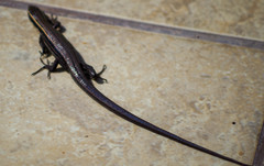 Pholidobolus montium