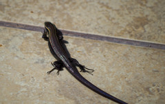 Pholidobolus montium