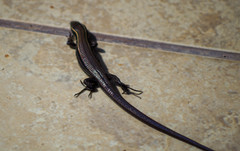 Pholidobolus montium