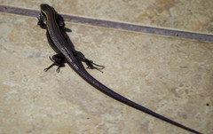 Pholidobolus montium