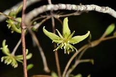 Clematis marata