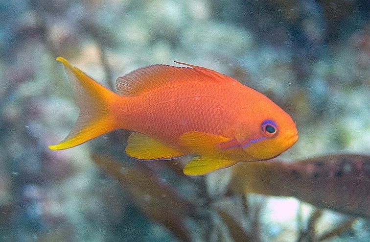 Typical Indo-Pacific Anthiases and Goldies