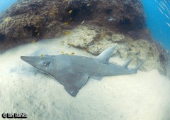 Rhynchobatus australiae