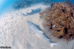 Rhynchobatus australiae