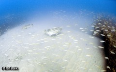 Epinephelus coioides