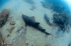 Rhynchobatus australiae