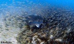 Decapterus russelli