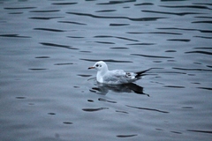 Chroicocephalus ridibundus