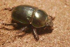 Geotrupes mutator
