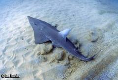 Rhynchobatus australiae