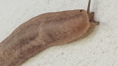 Laevicaulis natalensis