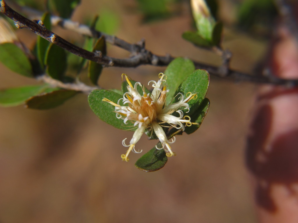 Distephanus polygalifolius